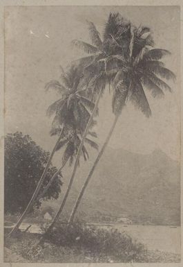 Palm trees on an island in the Pacific Ocean approximately 1895