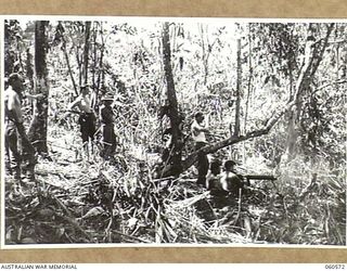 SATTELBERG AREA, NEW GUINEA. 1943-11-15. A VICKERS GUN, MANNED BY TROOPS OF HEADQUARTRS COMPANY, 2/24TH. AUSTRALIAN INFANTRY BATTALION, FIRING ON JAPANESE POSITIONS FROM THE JEVEVANENG AREA. THIS ..