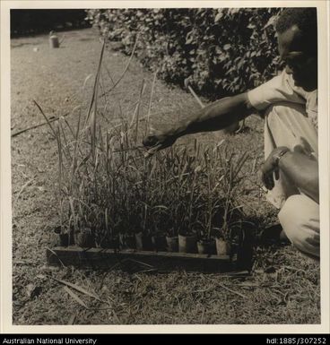 Raising seedlings