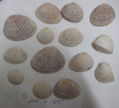 shells