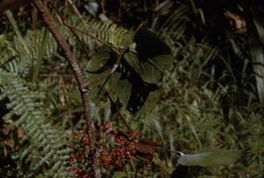 [Unidentified plant from Saruwaged Range, Papua New Guinea]