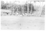 Preparing the 'umu for pola for the Royal Visit (for the Agricultural Show) 'api of 'Otuhouma (Kautaha 'Otuhouma building at left)