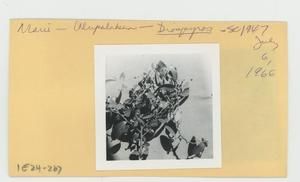 [Diospyros in Hawaii, envelope IE24-267]
