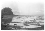 View of pigs foraging on seashore