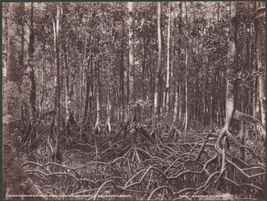 A mangrove swamp, Pachu River, Choiseul, Solomon Islands, 1906 / J.W. Beattie