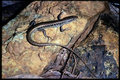 Phasmasaurus maruia