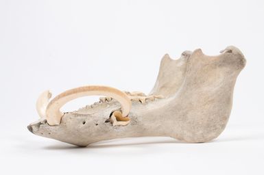 jaw, pig