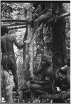 Bridge-building: men hold frame as it is lashed with vines