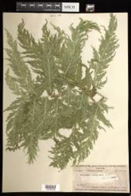 Selaginella distans