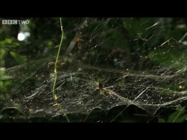 Spider Web Fishing in the Solomon Islands