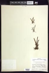 Adenophorus oahuensis