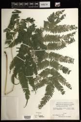 Pteris spinescens