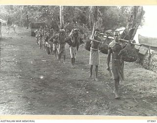 TAMIGUDU AREA, NEW GUINEA. 1944-05-12. TAMIGUDU NATIVES CARRYING FRUIT AND VEGETABLES FROM NATIVE GARDENS TO THE BEACH. MOST OF THE WORK IS DONE BY NATIVE WOMEN WHO CARRY PRODUCE IN A "BILLUM" ..