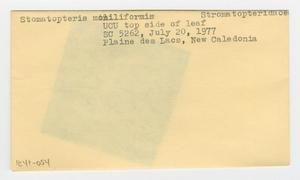 [Stromatopteris moniliformis in New Caledonia, envelope IE41-054]