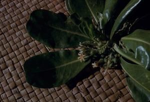 [Scaevola sericea close-up in Safotu, Samoa]