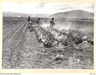 NADZAB, NEW GUINEA. 1945-09-14. A TRIAL PLANTING AT 8 INDEPENDENT FARM PLATOON OF LETTUCE AND POTATOES SHOWING NATIVES APPLYING DUSTS BY ROTARY KNAPSACK BLOWERS TO COMBAT PESTS. GRUBS AND BEETLES ..