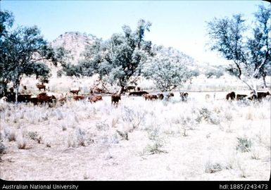 Cattle on the land
