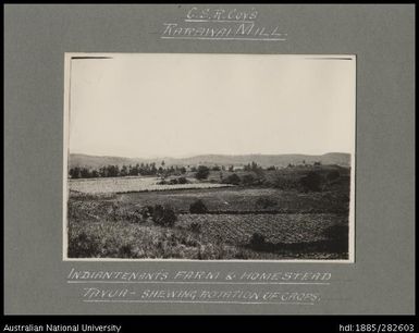 Rarawai Mill - Indian tenant's farm and homestead, Tavua - showing rotation of crops