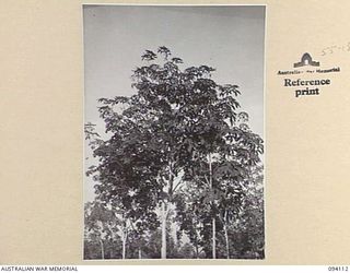 POPONDETTA, NEW GUINEA, 1945-07-02. COFFEE TREES ON A NATIVE COFFEE PLANTATION