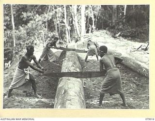 TOROKINA AREA, BOUGAINVILLE ISLAND. 1945-02-10. NATIVES EMPLOYED BY NO 3 PLATOON, 2/2ND FORESTRY COMPANY CUTTING LARGE TREES INTO LOG LENGTHS ON THE TOP OF THE SLIDE ABOVE THE LOADING AREA