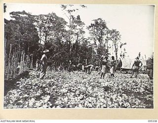 JACQUINOT BAY, NEW BRITAIN, 1945-08-20. NATIVES WORKING WITH SERGEANT A. WHEELDON, 2 INDEPENDENT FARM PLATOON, AUSTRALIAN ARMY SERVICE CORPS, PICKING RADISHES ON AN UPPER FARM AREA