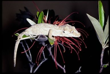 Rhacodactylus auriculatus