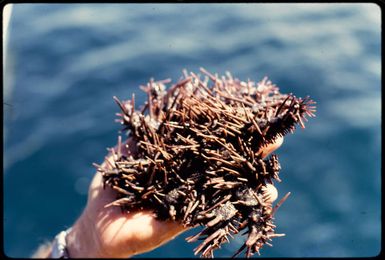 Crown of thorns starfish, 1971