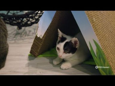 Helping Homeless Animals Find a Home | Home is Here | PBS HAWAIʻI