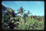 New Guinea. West of Lae on Bulolo Road