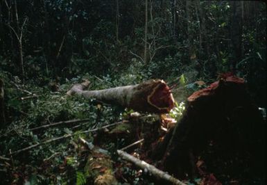 Canoe Making in Niue