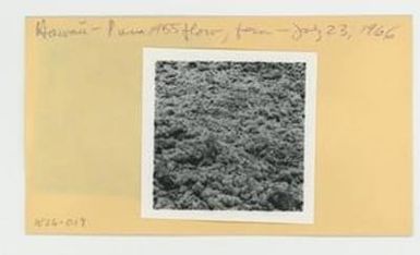 [Fern amidst 1955 Puna lava flow in Hawaii, envelope IE26-019]