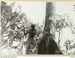 BOUGAINVILLE ISLAND, 1944-11-17. WX15912 SAPPER J.R. CARROL, NO.13 PLATOON, 2/2ND FORESTRY COMPANY, FELLING A LARGE TREE