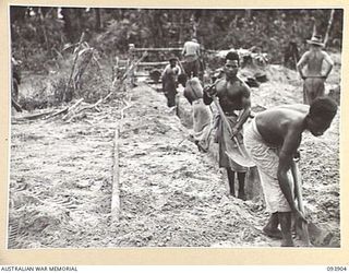 BOUGAINVILLE, 1945-07-11. NATIVES WORKING UNDER THE GUIDANCE OF 3 DIVISION SIGNALS PERSONNEL DIGGING A TRENCH DURING PREPARATIONS TO RUN LINES UNDER THE NEW AUSTER AIRSTRIP WHICH IS UNDER ..