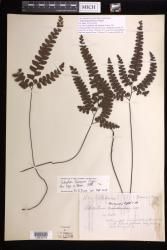 Adiantum fournieri