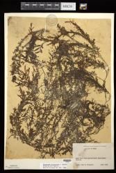 Sargassum polycystum