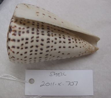 shell
