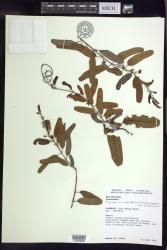 Stigmaphyllon angustifolium