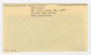 [Stromatopteris moniliformis in New Caledonia, envelope IE41-053]