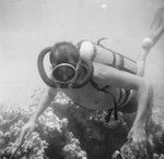 Underwater field work off the island of Vava'u, Tonga