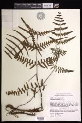 Histiopteris estipulata