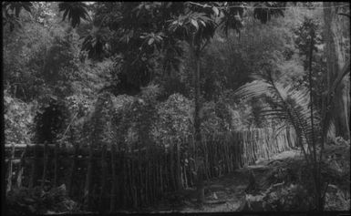 Traditional garden fence (against pigs) : Nissan Island, Papua New Guinea, 1960 / Terence and Margaret Spencer