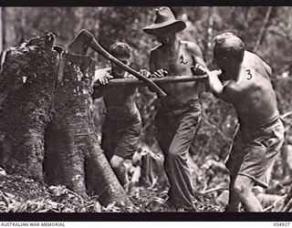 BULLDOG-WAU ROAD, NEW GUINEA, 1943-07-14. TROOPS OF THE 2/9TH AUSTRALIAN FIELD COMPANY, ROYAL AUSTRALIAN ENGINEERS, EDIE CREEK, SPLITTING A STUMP WITH A WOODEN LEVER AT THE 24 1/2 MILE POINT. LEFT ..