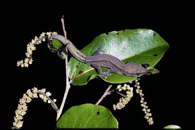 Gecko sp.