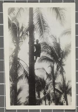 Person climbing a palm tree