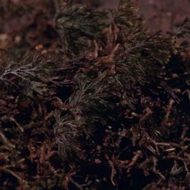 [Sphaerocionium lanceolatum close-up from Pihea Trail, United States]