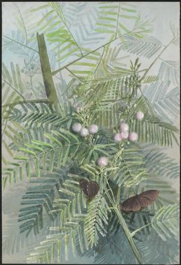 Falcataria? toona (F.M.Bailey) Gill.K.Br., D.J.Murphy & Ladiges syn. Paraserianthes toona, family Fabaceae, Papua New Guinea, 1916? / Ellis Rowan