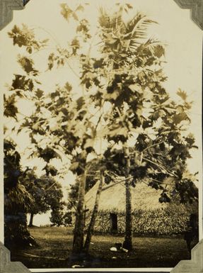 Breadfruit trees, 1928