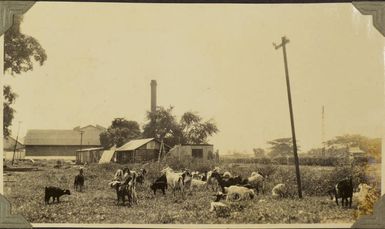 Group beneath trees at Ba, Fiji, 1928