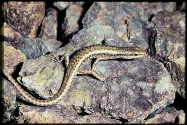 Cryptoblepharus novocaledonicus