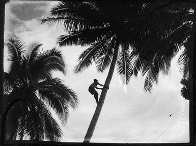 [A man climbs up a palm tree]